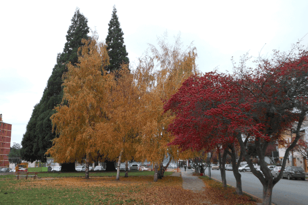 Bariloche - Outono