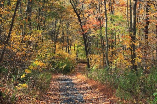 A leafy and flat stretch of the appalachian trail with autumn foliag on the trees and ground.