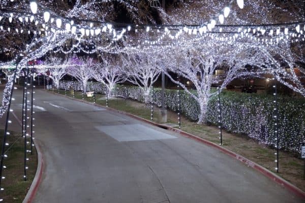 Even the entry way to daystar's christmas lights glows with white lights strung among all the trees, bushes and lamp posts.