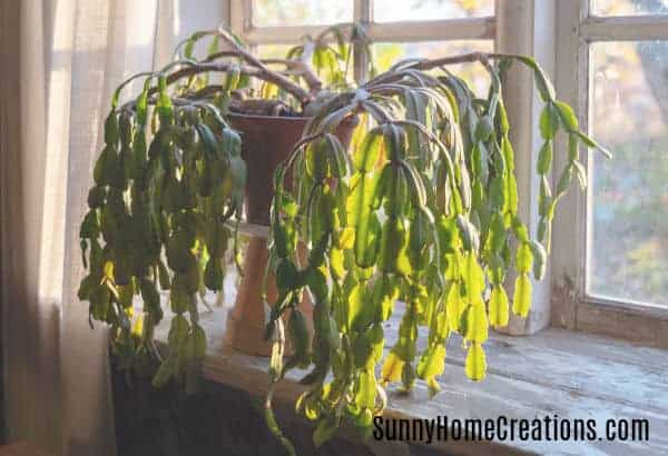 Christmas Cactus Problems and How to Fix Them - Sunny Home ...