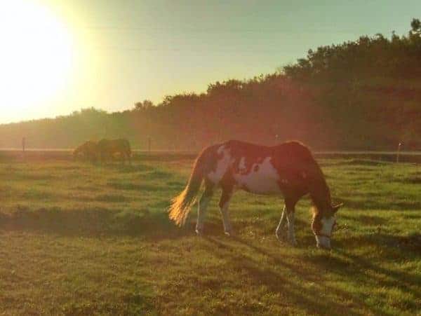 things to do in north dakota, things to do in north dakota with kids, fargo, fargo north dakota, horseback riding fargo