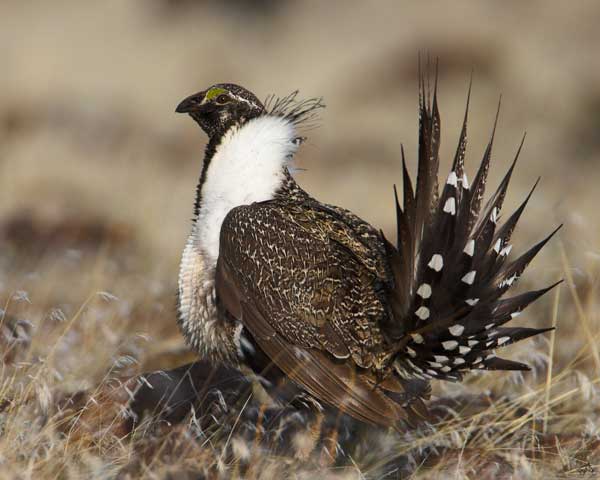 A male Greater Sage-Grouse (Image Credit: Pacific Southwest Region U.S. Fish and Wildlife Service)