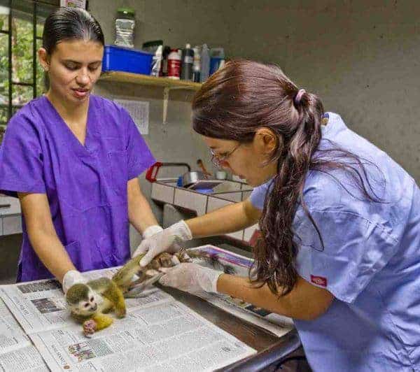 Volunteers help an injured monkey at kids save the rain forest animal refuge.