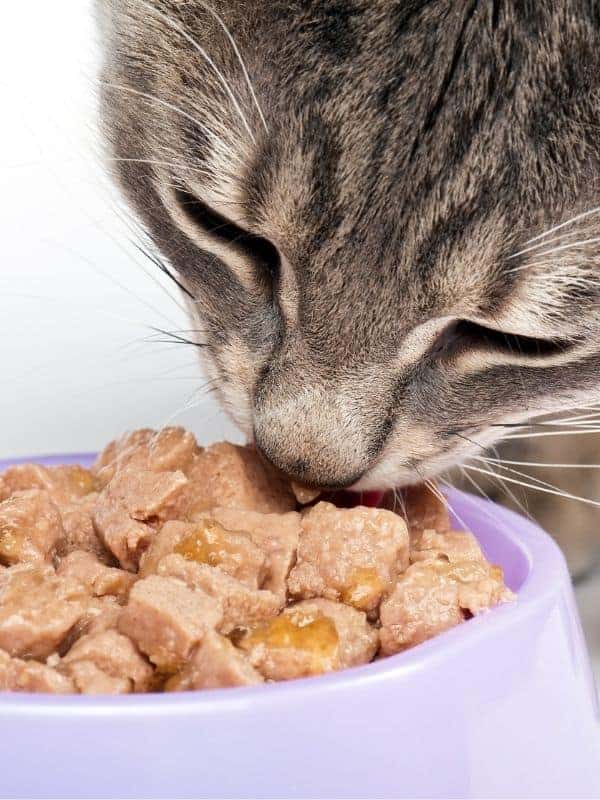 cat not eating wet food anymore