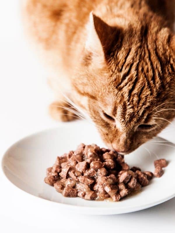 cat not eating wet food anymore