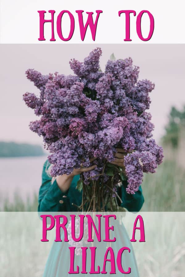 girl holding lilac flowers in front of her face