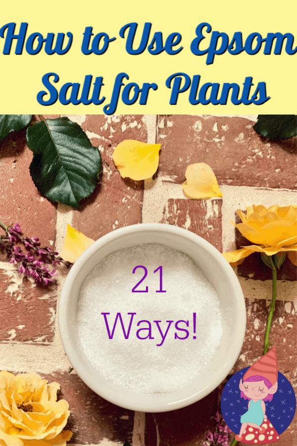 Use Epsom Salts for Plants to Grow your Dream Garden Crafty Little Gnome