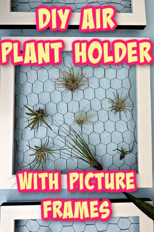 diy air plant holder hung on a wall with text overlay