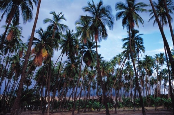 Molokai - Coconut Grove coconut grove, molokai, molokai hawaii, coconut grove molokai