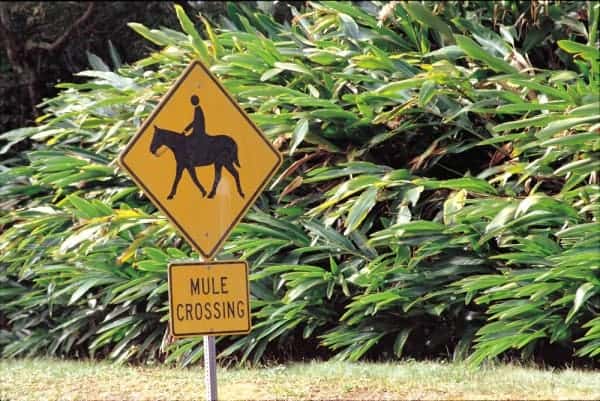 Molokai - Mule Crossing Mule Crossing, Molokai, molokai hawaii, mules in molokai, hawaii