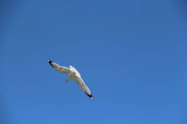 canon rebel settings, canon blogtography, seagull