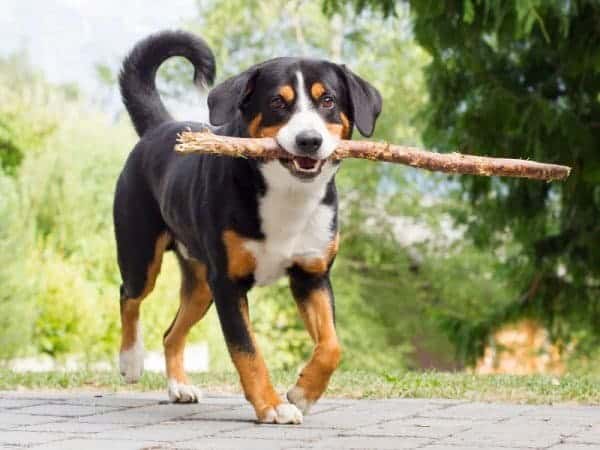Appenzeller carrying stick