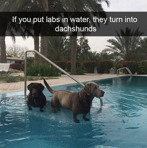19 Adorable And Funny Dog Pics With Captions Pleated Jeans