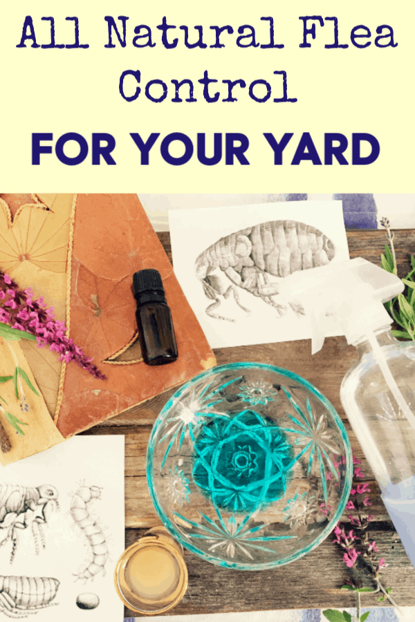 Kill Fleas In The Yard 5 Weird Tricks That Work Crafty Little Gnome