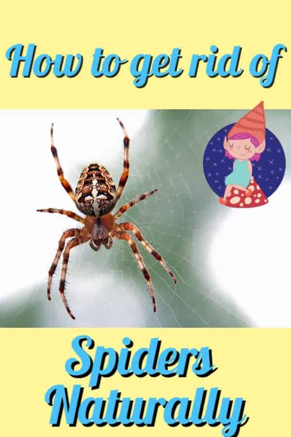 how to get rid of spiders naturally