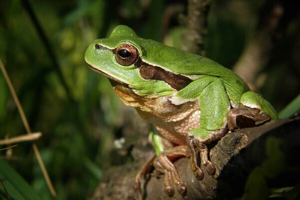 8 Ways to Address Your Workplace Stress You Can Start Today 12 eat the frog to reduce workplace stress