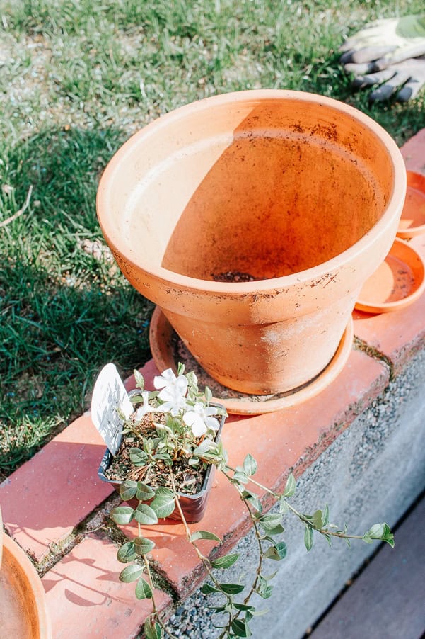 How to Clean Terracotta Pots