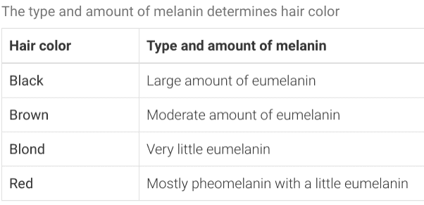The type and amount of melanin determines hair color