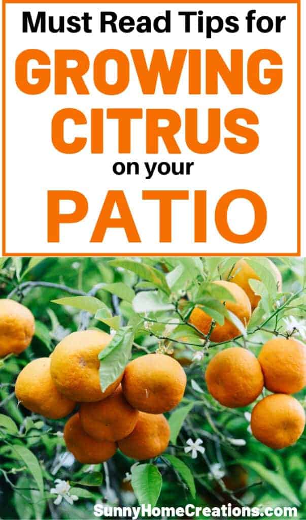 Must Read Tips for Growing Citrus on Your Patio