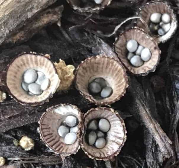 When I saw these tiny things that looked like birds nests, I wondered what they were. Inspired by my natural curiosity, I researched and learned that they are tiny fungi.