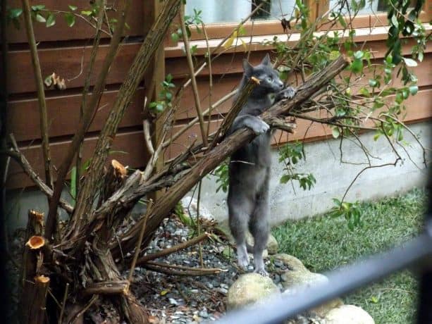 the cat experiencing climbing real tree instead of shelves