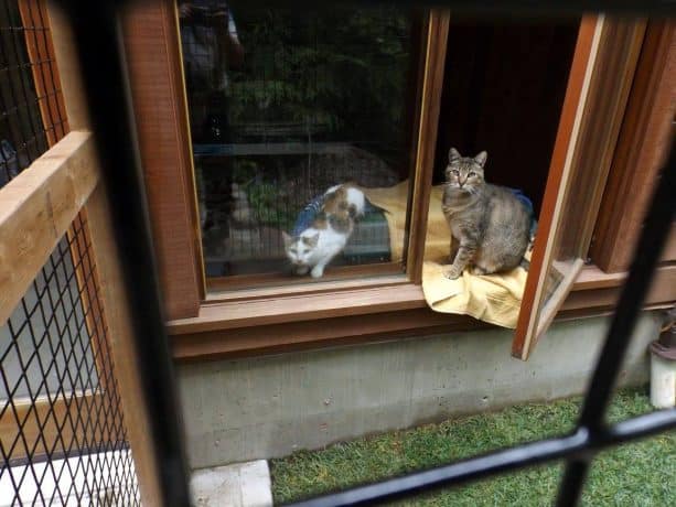 the enclosure is accessible through a window instead of a cat door insert