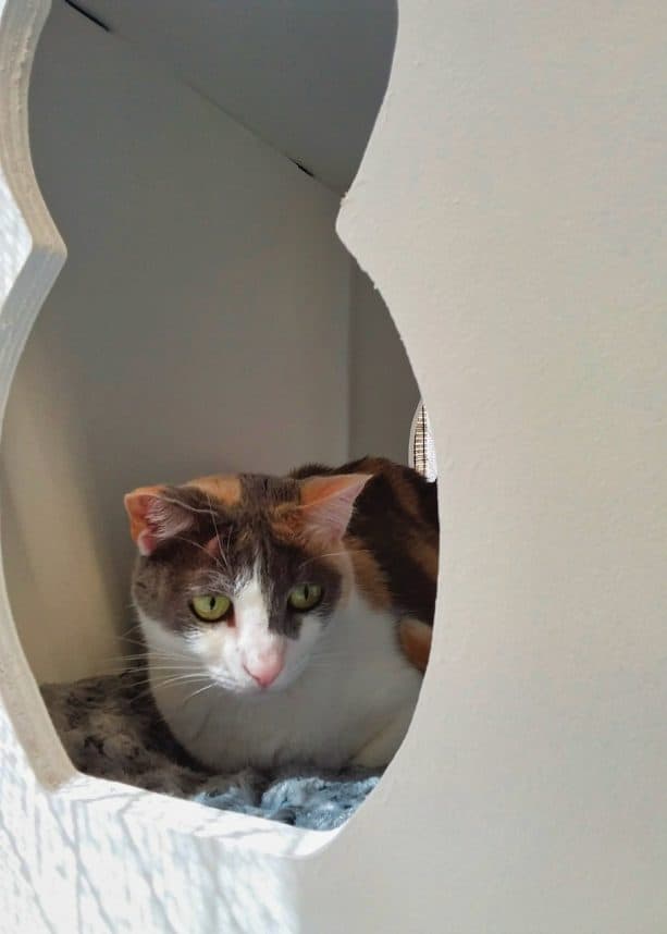 the kittie is enjoying her time in the white hideout with cute cat-shaped cutout