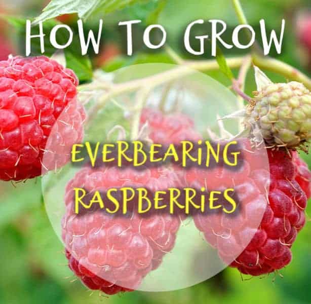 How to grow and everbearing raspberry bush