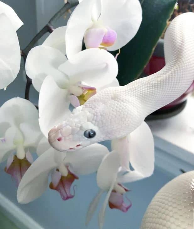 Mesmerizing blue eyed ball python in front of orchids
