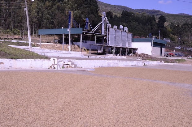 Raw coffee beans lying in the sun to dry on a Brazilian coffee farm