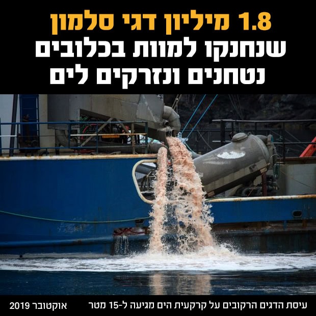 1.8 מיליון דגי סלמון שנחנקו למוות בכלובים נטחנים ומושלכים לים ספינה מרוקנת לים עיסת דגים רקובים מכמעט 2 מיליון דגי סלמון שנחנקו למוות בכלובי התעשייה