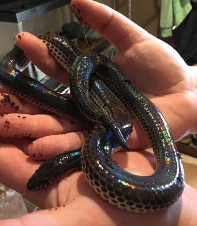 dirty sunbeam snake in hands