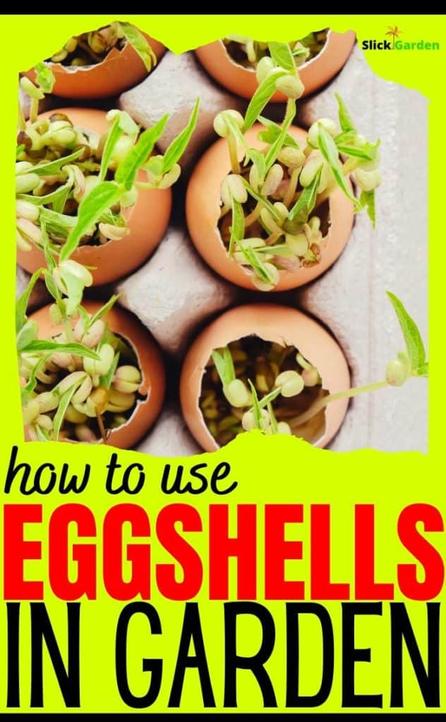 use eggshells in garden - pinterest pin