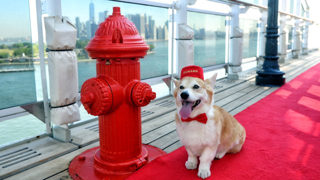 kreuzfahrt mit hund kreuzfahrt mit katze alle tipps und infos