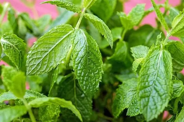 are peppermint plants safe for dogs