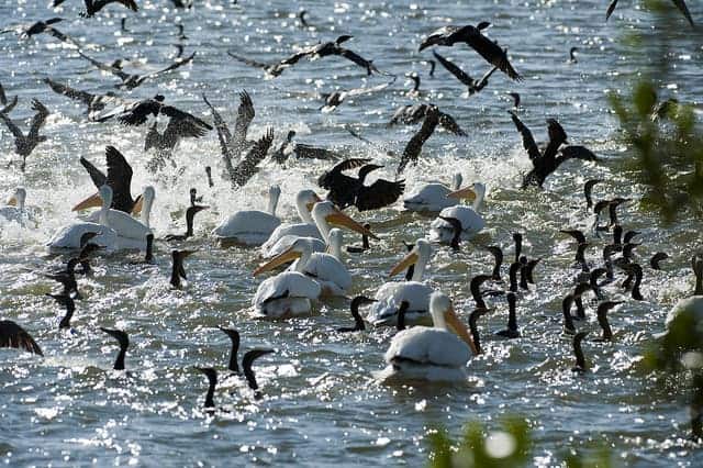 White pelicans and cormorants in feeding frenzy in Florida White pelicans and cormorants in feeding frenzy in Florida