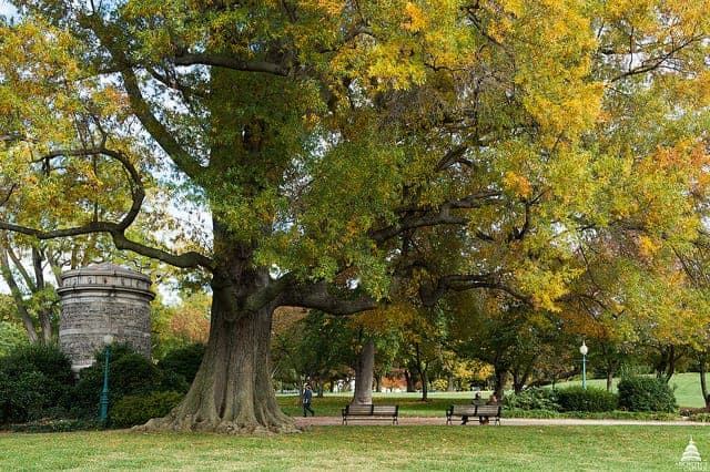 Urban trees provide many benefits such as absorbing heat, filtering pollution, and absorbing carbon dioxide from the air. Photo: Willow Oak in City Park, USGS, public domain.