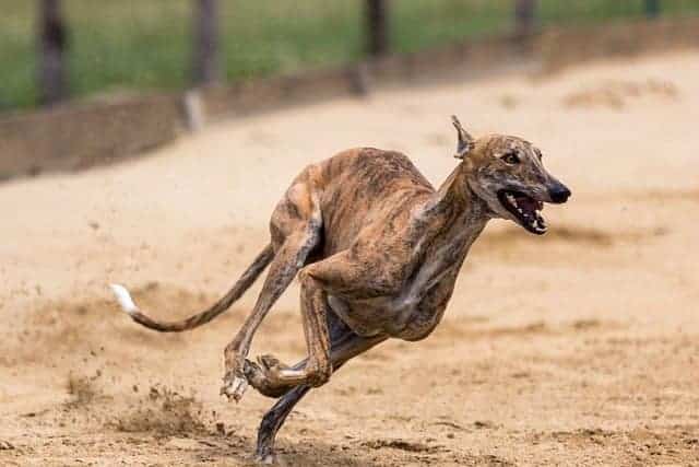 Greyhounds