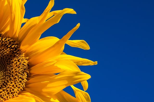 A single bright yellow sunflower against a bright blue sky. Photo by Johan Nilsson