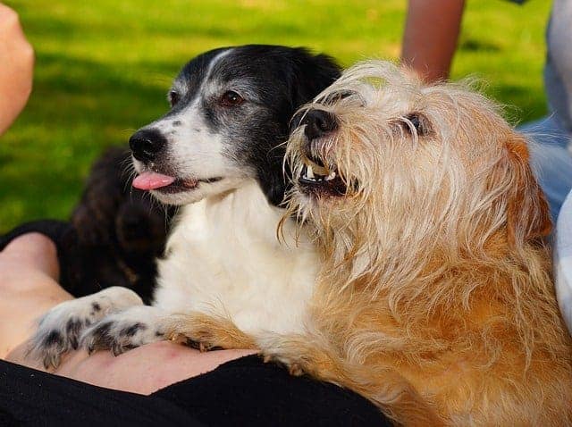 reward your dog with a treat so they’d treat the nail trimming as a game