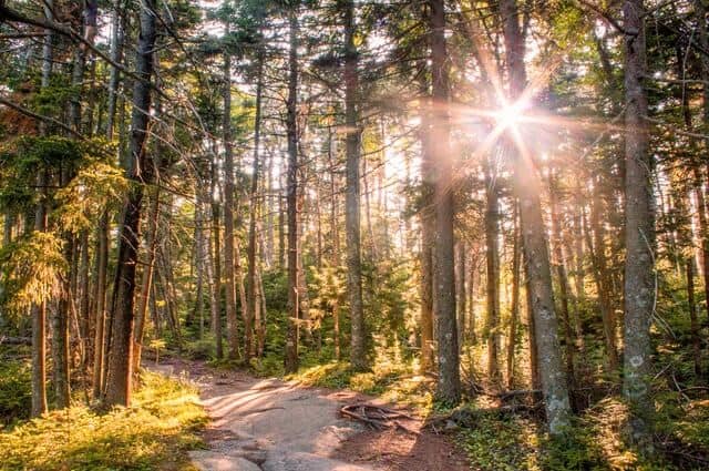 sunset on a hiking trail in Mt. Ascutney State Park in Vermont