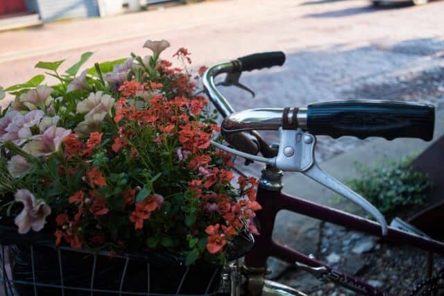 A bike basket full of flowers in Marietta, Ohio