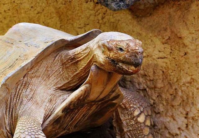 De Reuzenschildpad De Reuzenschildpad dieren die heel oud worden