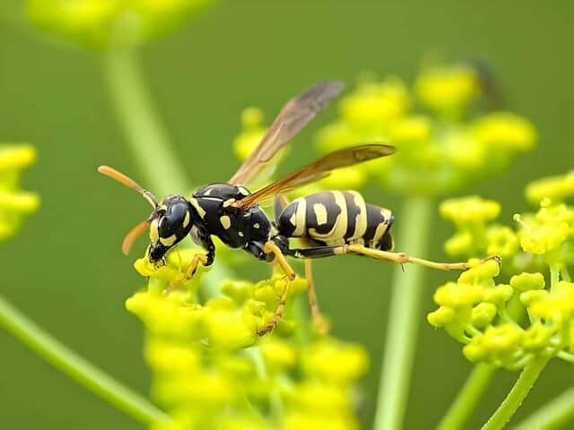 Wespen verjagen en bestrijden! 19 tips tegen wespen, de beste anti wespen tips HANDIGE KAMPEERTIPS Wespen verjagen en bestrijden! 19 tips tegen wespen, de beste anti wespen tips