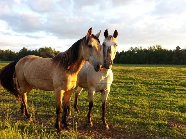 Unique Date Ideas - Horseriding Date Unique Date Ideas - Horseriding Date
