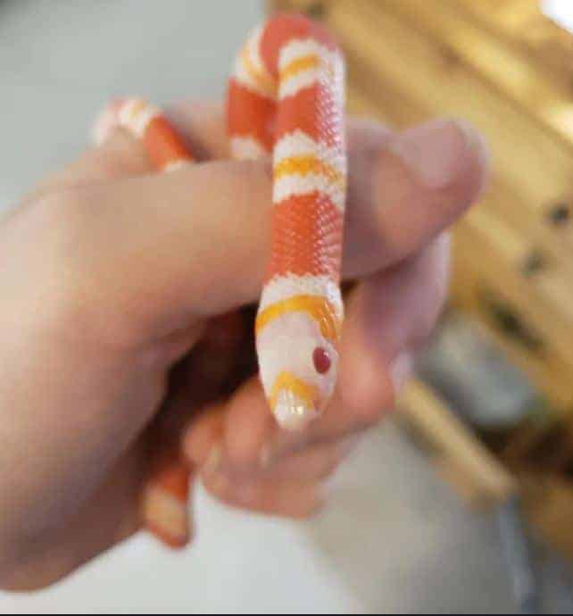 25 Cute Snakes You Have to See (With Pictures) | Happy Serpent