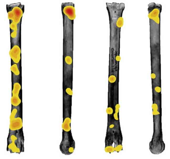 GIS density analysis results of tooth pit distribution. Red areas indicate highest concentrations of tooth pits. Image: Parkinson, Plummer, & Bose, 2014.