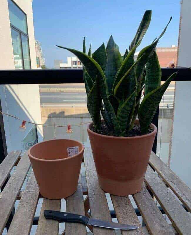 Correct Pot Size For Snake Plant Correct Pot Size For Snake Plant