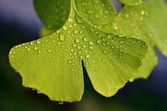 露の緑