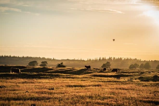 Winnaar 2020 Fotograaf Annemiek Hessels Oosterstreek Doldersummerveld